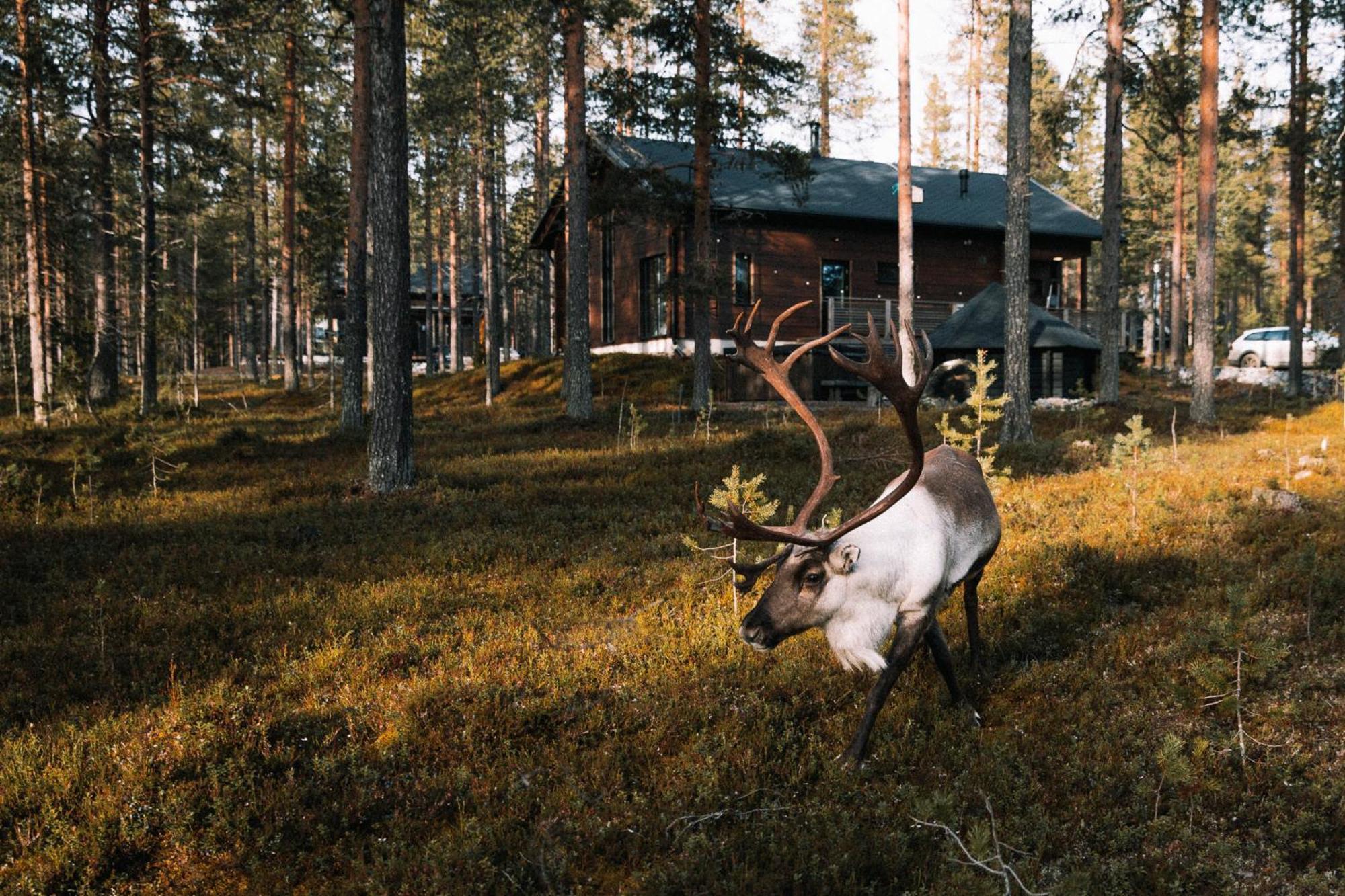 Raanakka House - Premium Villa At Levi Eksteriør bilde